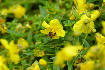 yellow flowers in the garden with a bee