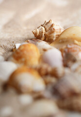 Marine elements closeup. Seashells and starfish on sand.