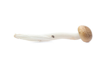 brown beech mushroom or Shimeji mushroom on white background