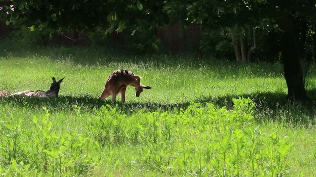 Funny australian cangaroo scratching its back on meadow, under the tree, captivity