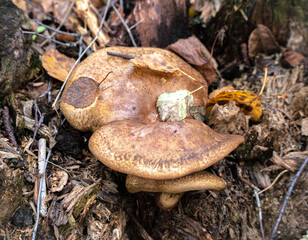 mushrooms in the forest
