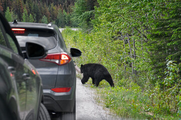 A black bear walks along an asphalt road. Coniferous forest in the background. Canadian Rockies, Jasper National Park, Canada