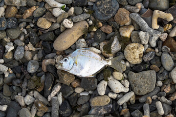 Multi-colored colorful sea pebbles, natural background, texture. Close-up texture of colorful sea pebbles. Sea background and beach