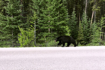 Obraz premium A black bear walks along an asphalt road. Coniferous forest in the background. Canadian Rockies, Jasper National Park, Canada