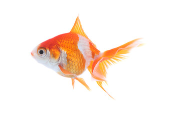 Fototapeta premium Beautiful bright small goldfish isolated on white