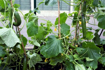 Cucumbers on the vine, grown from seed during the Corona virus, of March, 2020.
