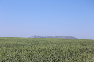 Obraz premium field of wheat