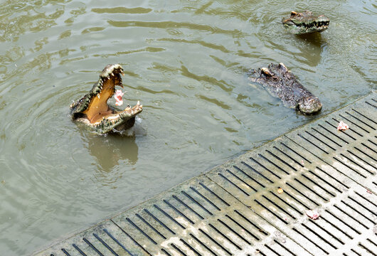 Crocodile in the faithful with export value as food, leather, precious metals in bags, trade, photo