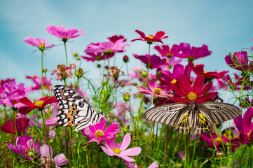 Beautiful butterflies and colorful flowers