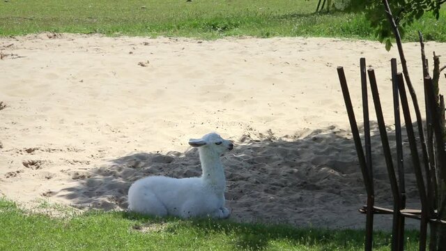 Baby White Llama, alpaca lying down in sand, detail, adorable