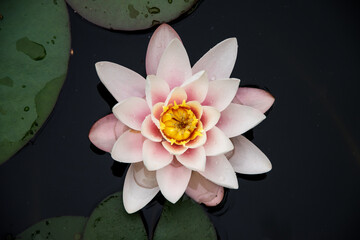 pink water lily with lotus leaf on pond