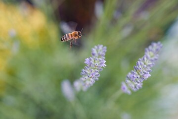 Bee on a flower