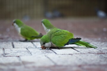 Cotorra argentina comiendo