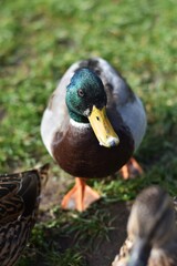 Pato en el jardín