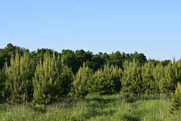 lawn and young pine trees against the background of the old forest and blue sky