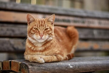 Gato atigrado anaranjado