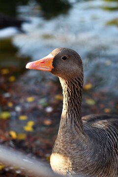 Retrato de un ganso en el lago