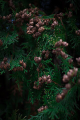 christmas tree branches