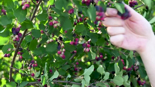 Ripe berries Amelanchier. Gathering the berries of amelanchier, timelapse. Close up of a farmer's hands picking berries of amelanchier