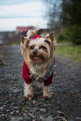 yorkshire terrier on the road