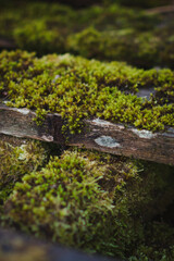 moss on wood