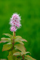 Spiraea salicifolia. Purple flowers in on green background