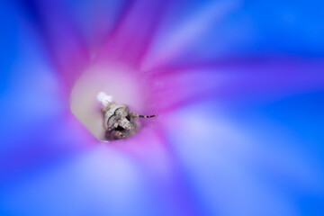 Insect in a blue morning glory