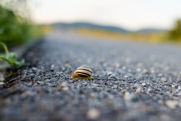 snail on the road