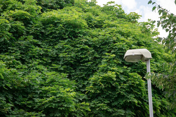 street lamp, street light, street lamp with trees around.