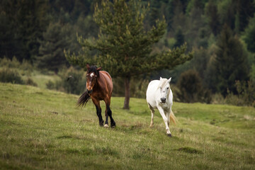 Beautiful two horses playing on a green landscape with fir trees in background. Comanesti, Romania.