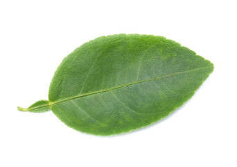 Obraz premium Fresh lemon leaves isolated over white background