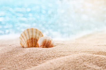 Beautiful seashells on the seashore with room for a product or advertising text. Blurred sea in the background.