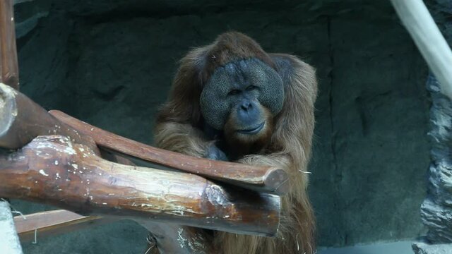 Huge orangutan climbing wood, looking around, detail, captivity zoo