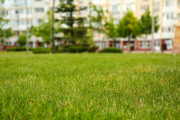 Fresh green grass in park on sunny day