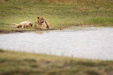 Two lioness resting in the grass near a lake during safari in Ngorongoro National Park, Tanzania. Wild nature of Africa.