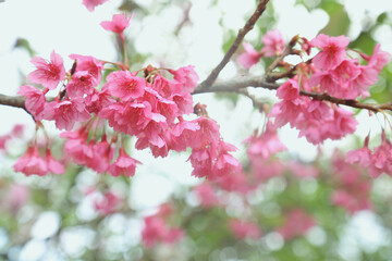 Vintage sakura or cherry blossom