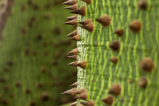 Tree With Spikes In Forest. Sandbox Tree..