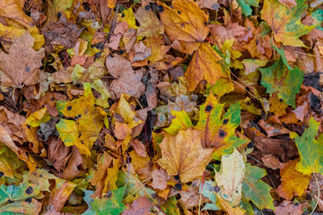Background with multi-colored fallen marrple autumn leaves