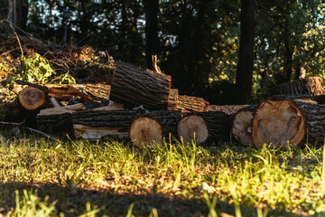 Tree Stumps as Park Benches. Rest place. Felled tree in the forest.