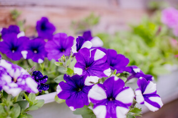 Petunia with many flowers grows in container in small garden on the balcony.purple flowers in wooden crate on eco pavement in summer city garden. Colourful petunia flower in box.