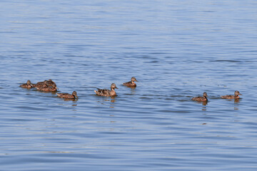 On a Sunny summer day a flock of young ducks swims along the river