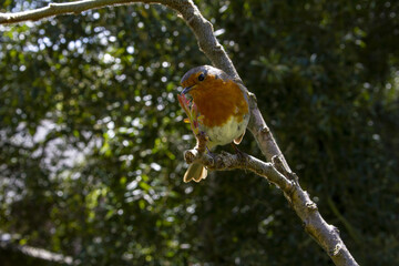 Robin on a branch