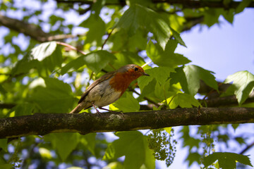 Robin on a branch