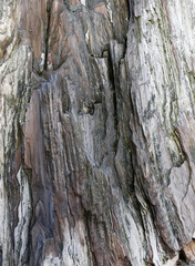 Petrified tree