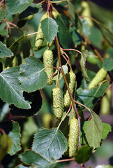 Birch buds in spring