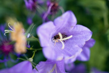 bee on a flower