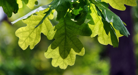 Fototapeta na wymiar Oak leaves in the sun