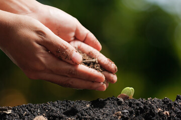 agriculture plant seeding growing step concept in garden