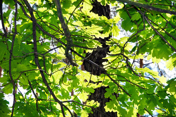 Oak leaves in the sun