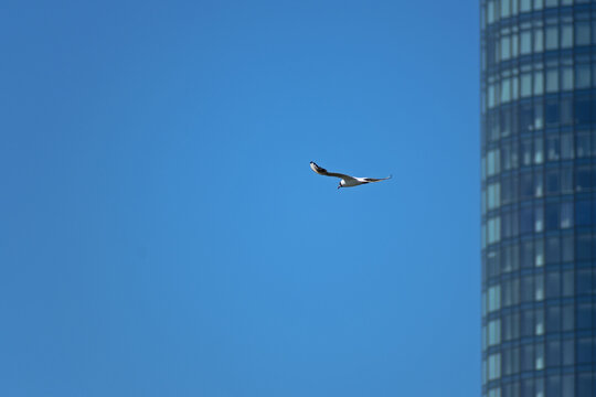 On a Sunny day, a Seagull flies past a high-rise building standing on the river Bank.